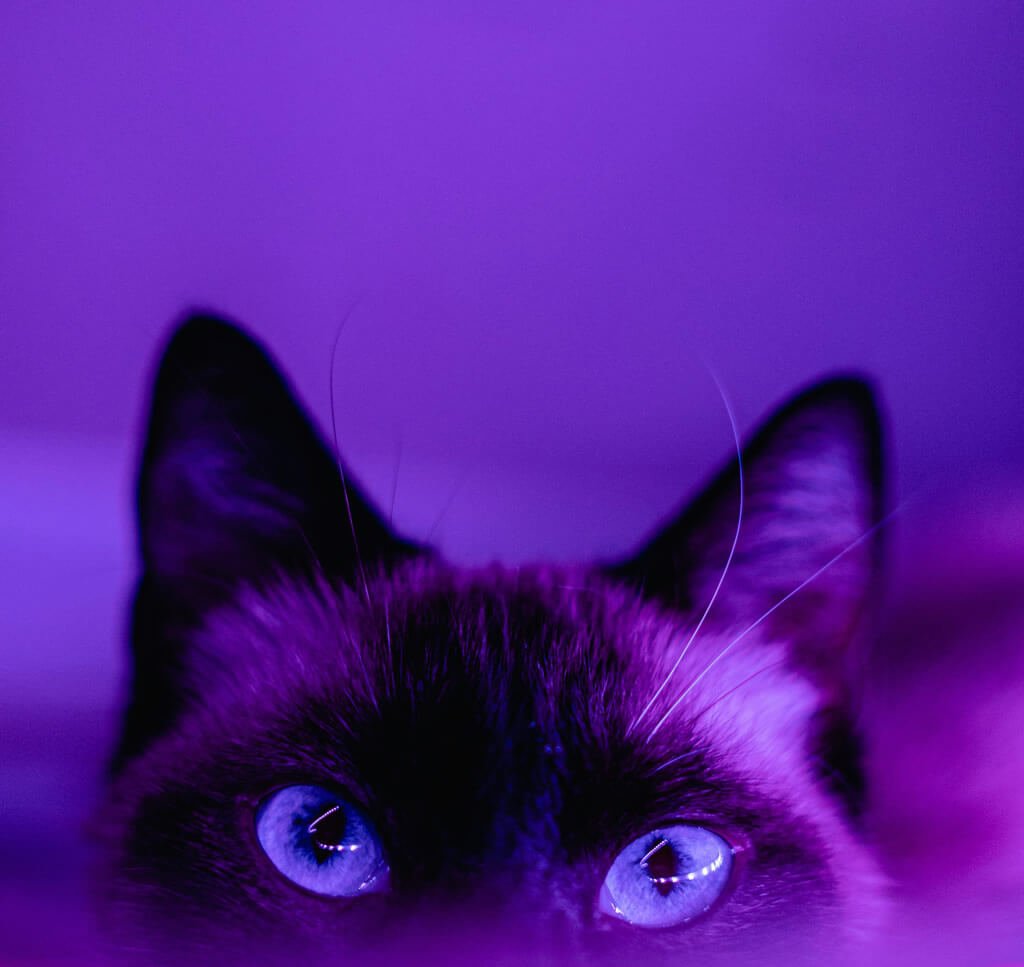 Jack